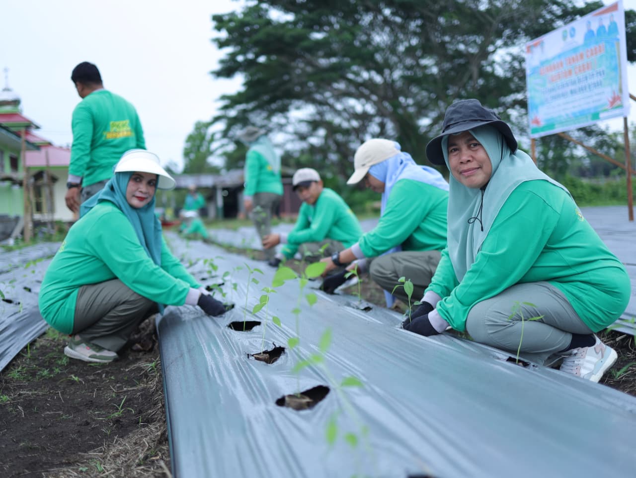 Dorong Kemandirian Pangan Keluarga, TP PKK Haltim Tanam 600 Pohon Cabai