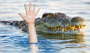 Dua Adik Jadi Saksi, Kakak Tewas diterkam Buaya