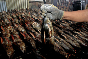 Mengintip Pengolahan Ikan Asap di Halsel