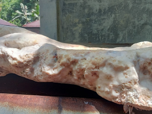 Nelayan Halmahera Barat Temukan Ambergris Bernilai Jutaan