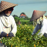 Nilai Tukar Petani Maluku Utara September 2025 Naik 1,12 Persen